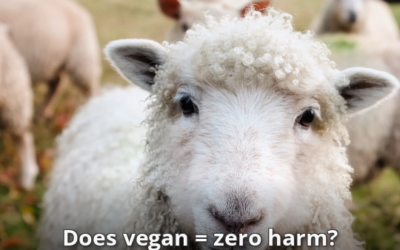 Does Being Vegan Mean A Zero Harm Lifestyle?