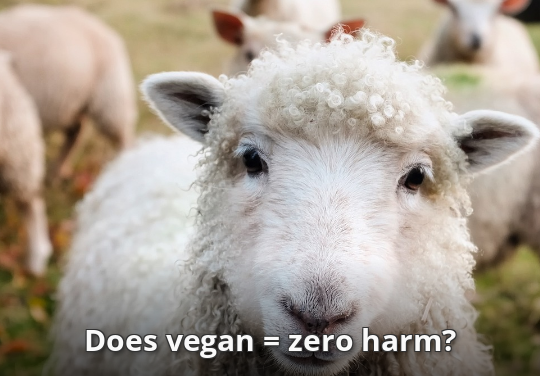 Does Being Vegan Mean A Zero Harm Lifestyle?